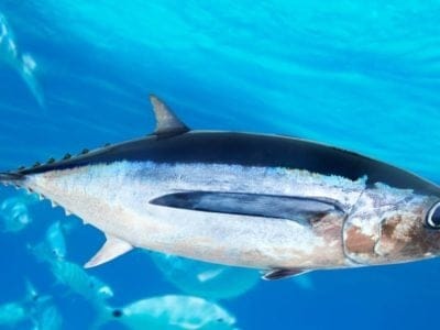 Albacore Tuna