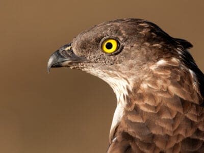 Honey Buzzard