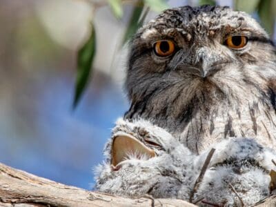 Tawny Frogmouth