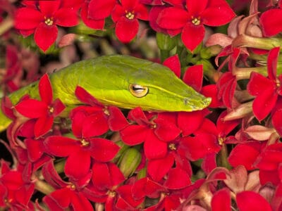 Vine Snake