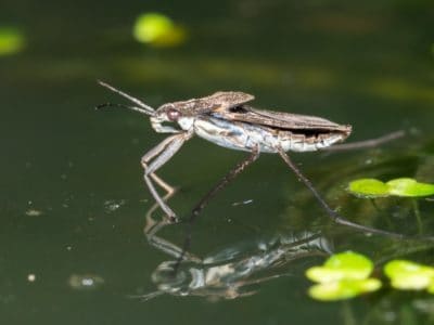Water Bug